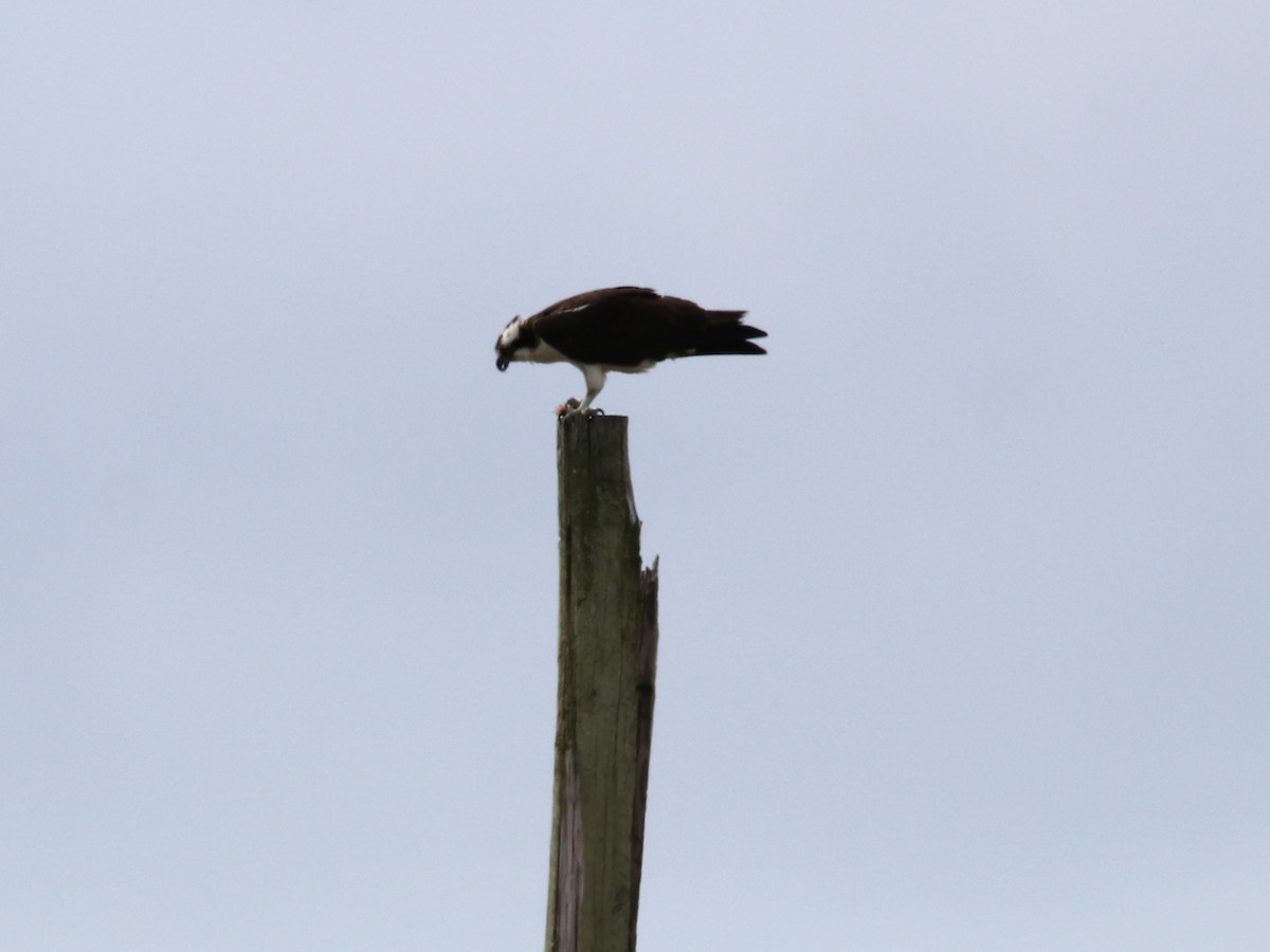 Osprey - Jake McCumber