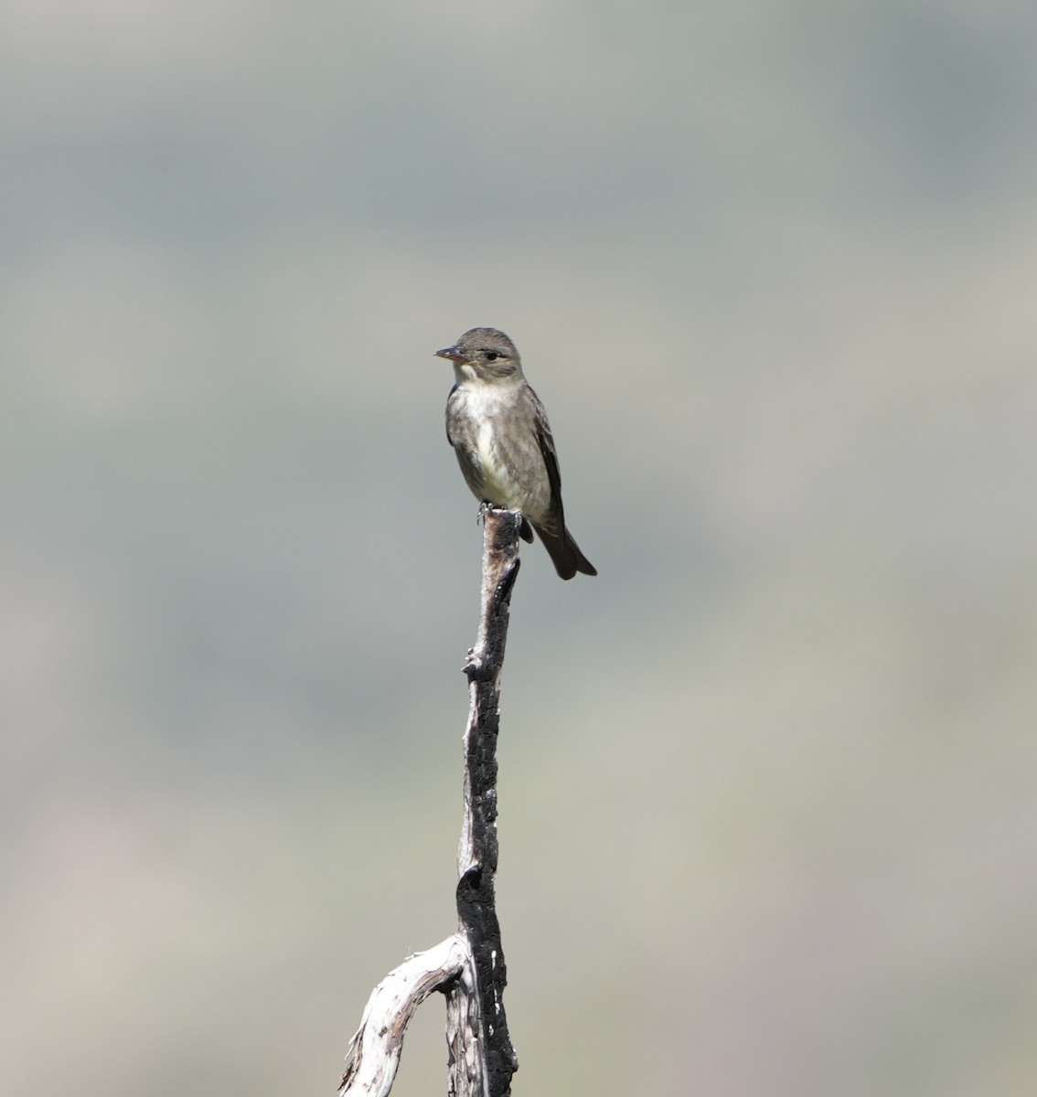 Western Wood-Pewee - John Rhoades