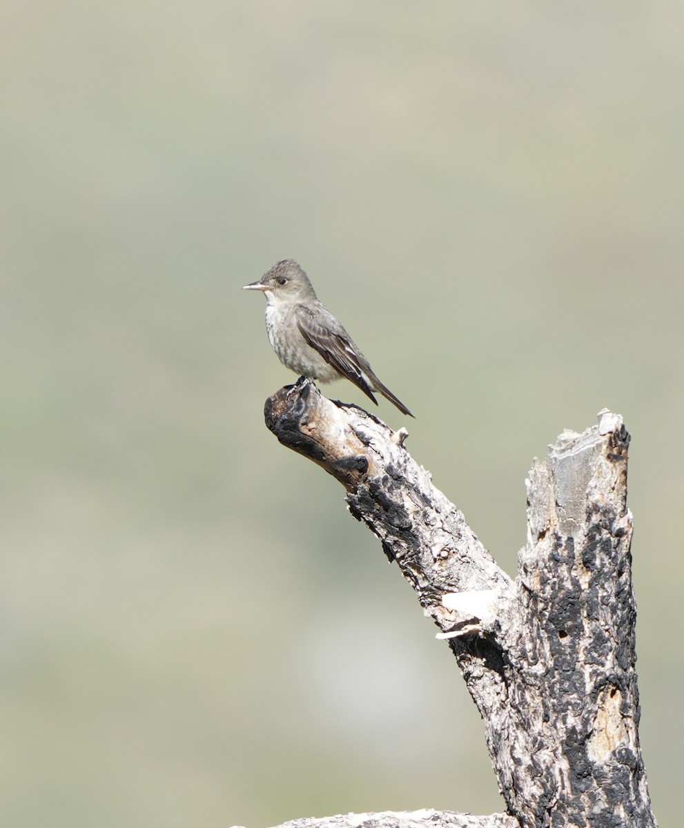 Western Wood-Pewee - John Rhoades