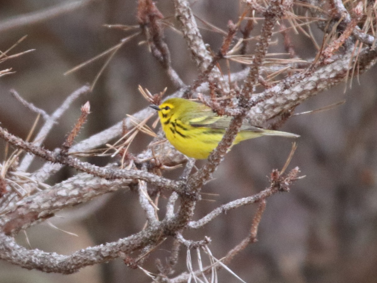 Prairie Warbler - Jake McCumber