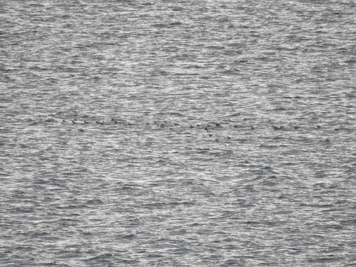 Silvery Grebe - Rodrigo Munzenmayer