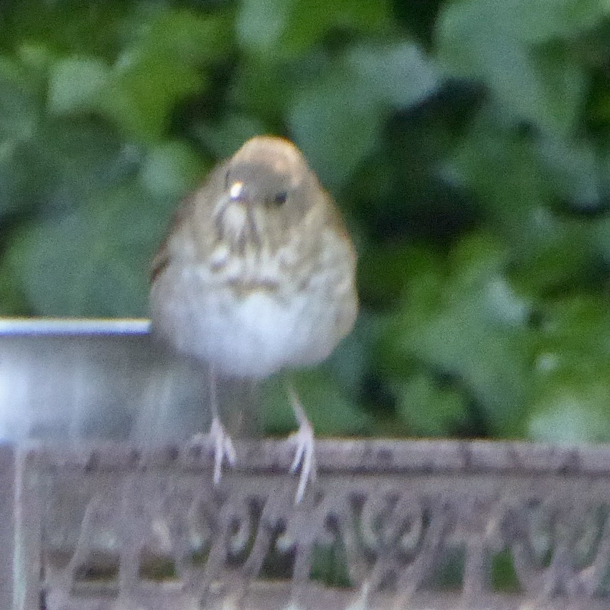 Swainson's Thrush - Anonymous