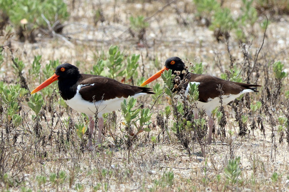 American Oystercatcher - ML618822519