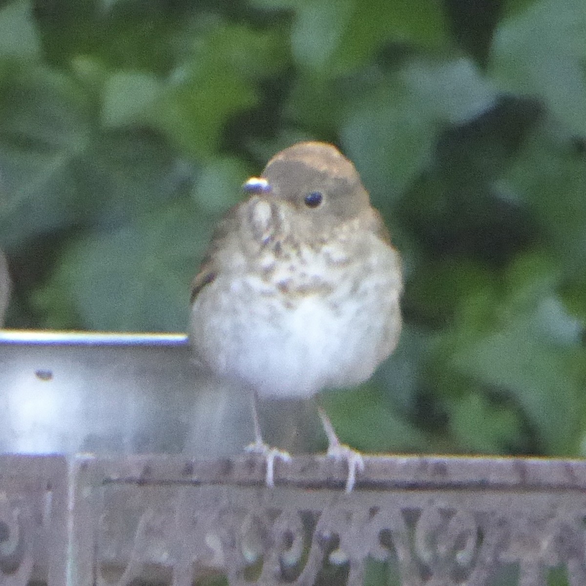 Swainson's Thrush - Anonymous