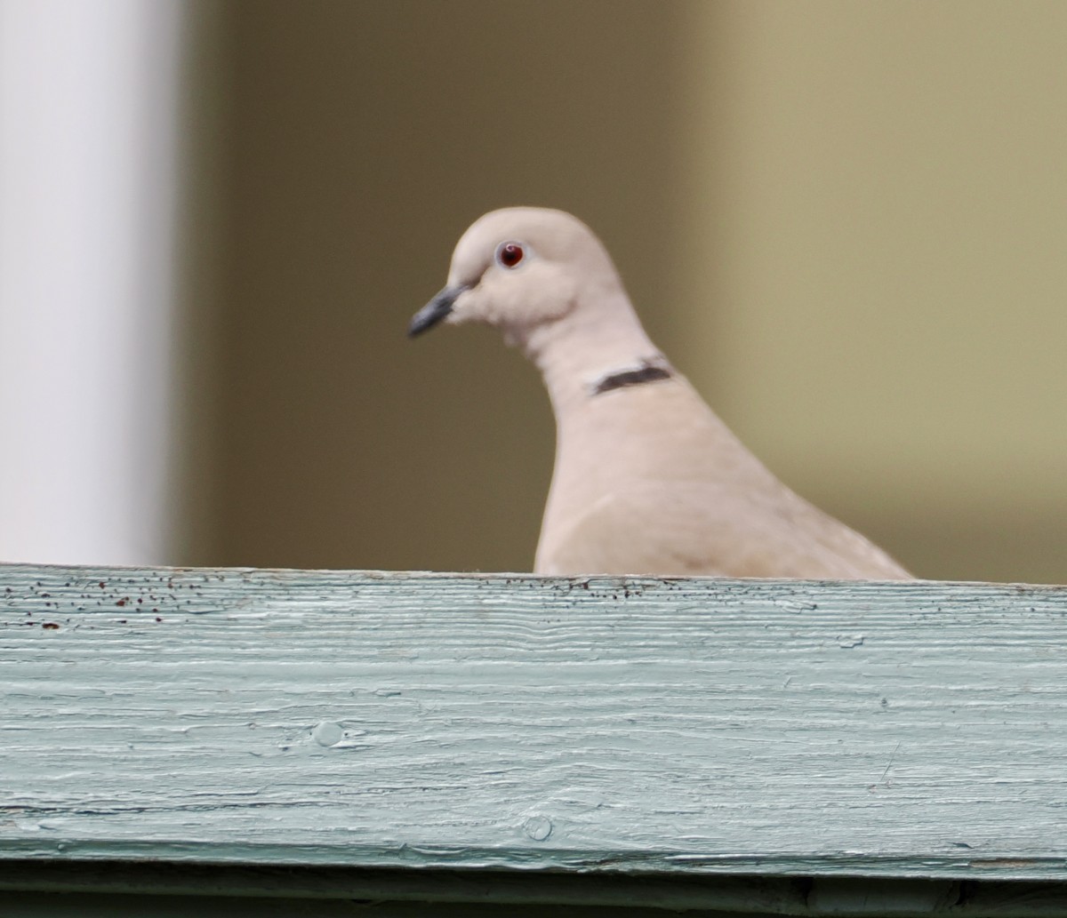 Eurasian Collared-Dove - Cheryl Cooper