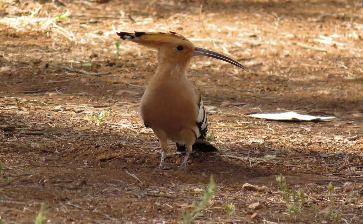 Eurasian Hoopoe (Eurasian) - Abdessamad ENNOURY