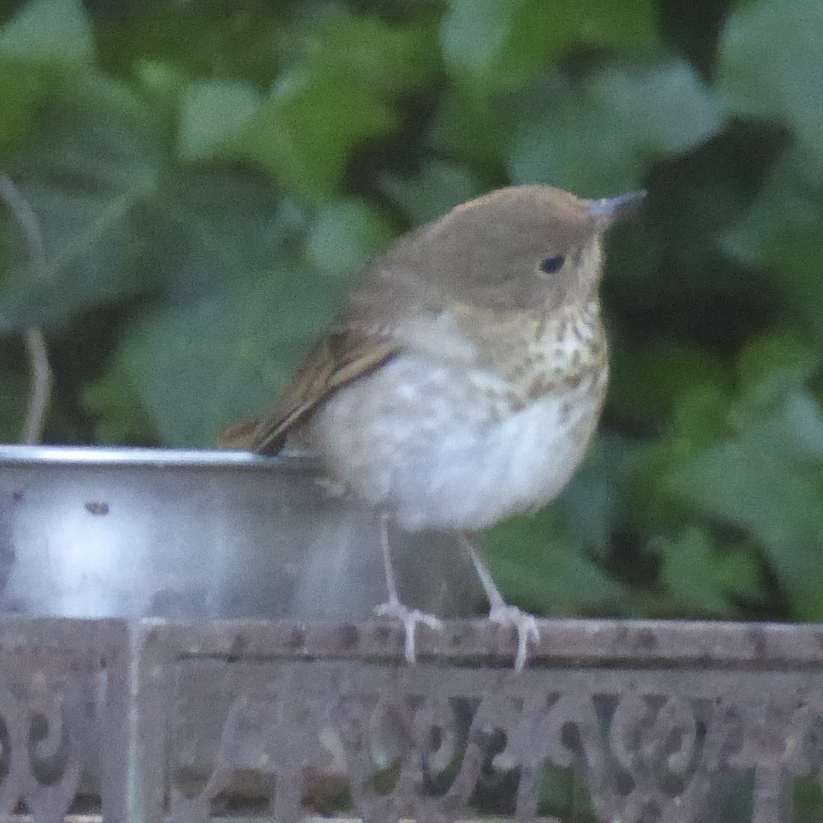 Swainson's Thrush - Anonymous