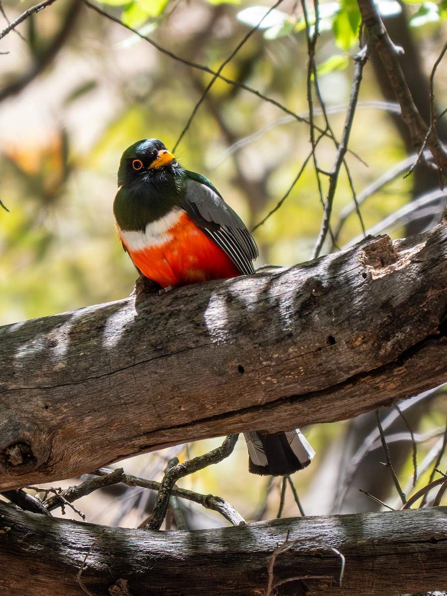 Elegant Trogon (Coppery-tailed) - Ken Ferguson