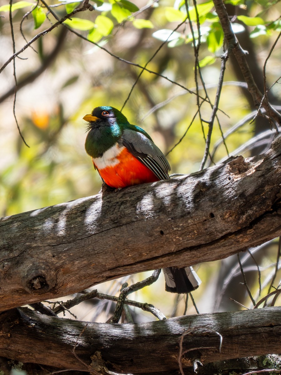 Elegant Trogon (Coppery-tailed) - Ken Ferguson