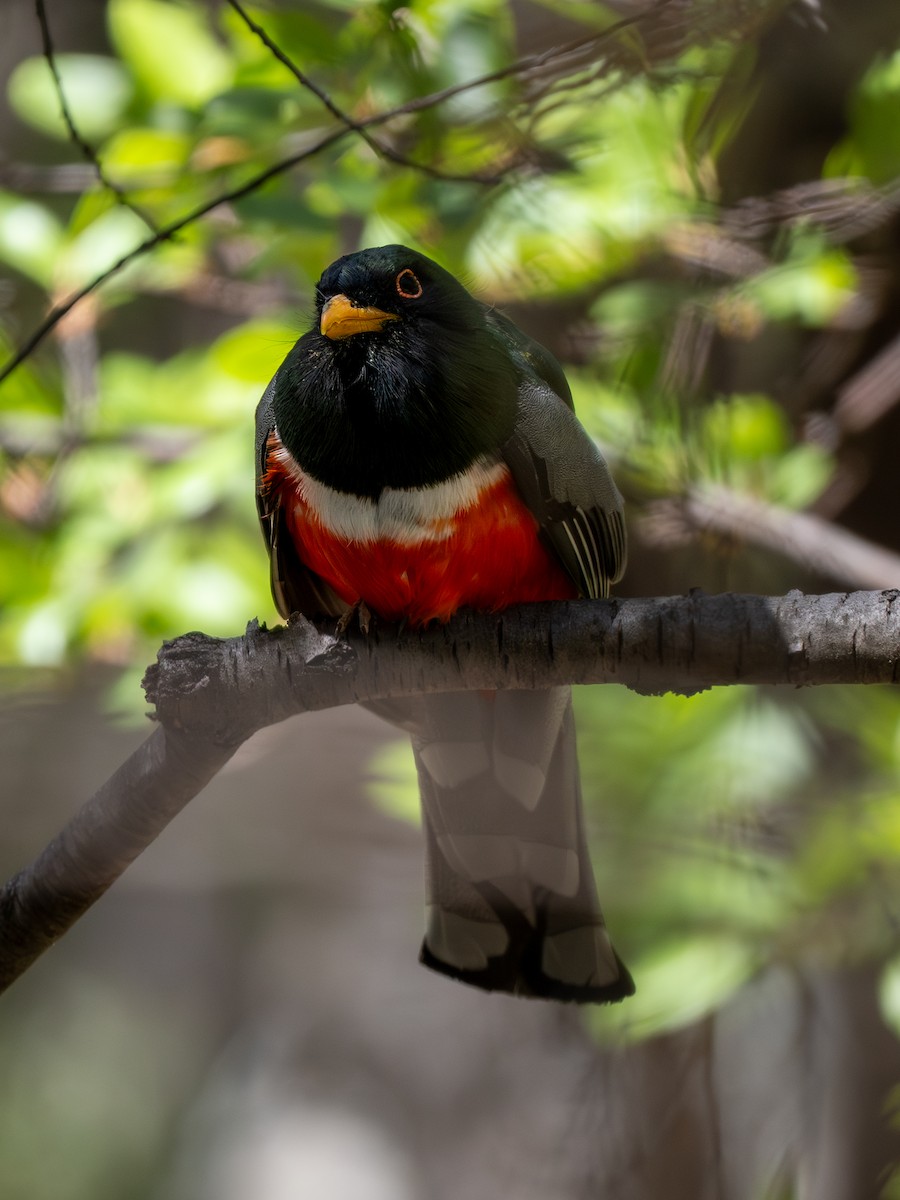 Elegant Trogon (Coppery-tailed) - Ken Ferguson