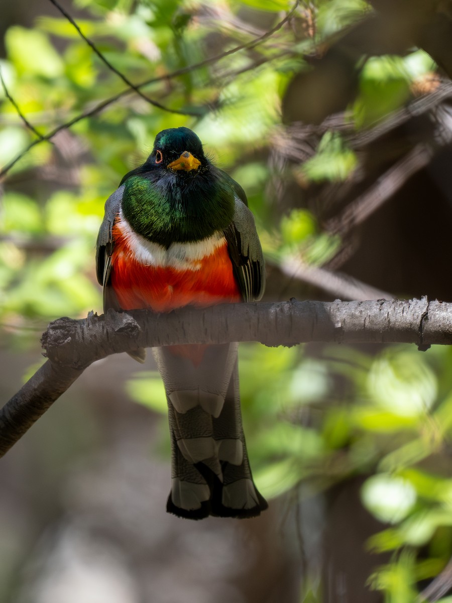 Elegant Trogon (Coppery-tailed) - Ken Ferguson