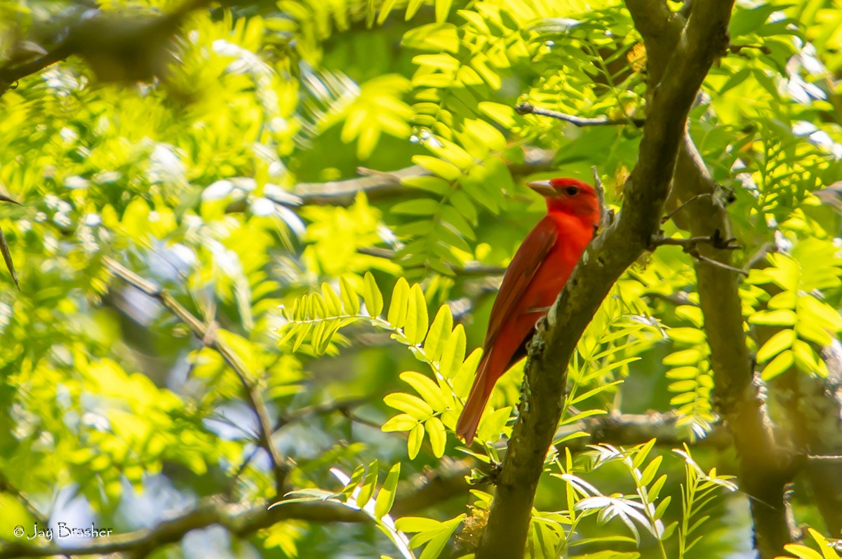 Summer Tanager - Jay Brasher