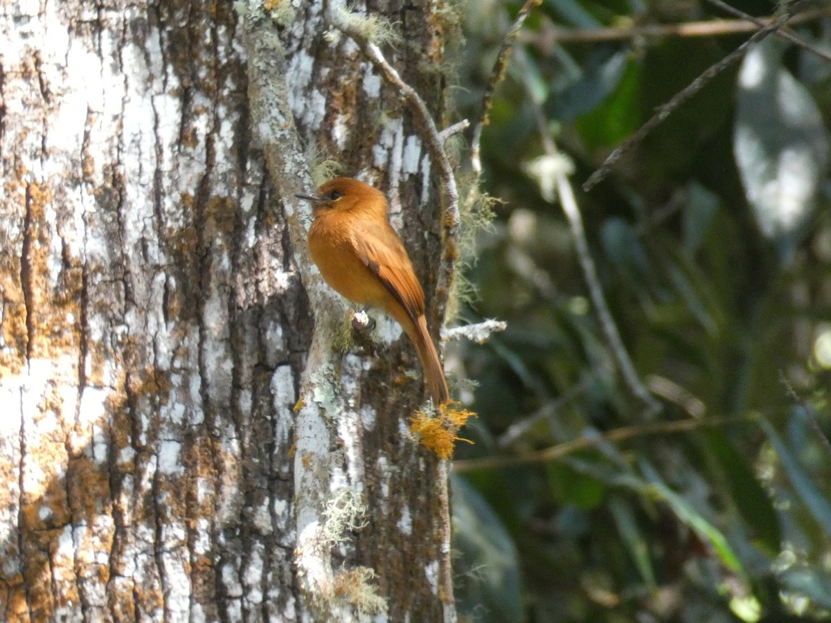 Cinnamon Flycatcher (Santa Marta) - Cathryn Pritchard