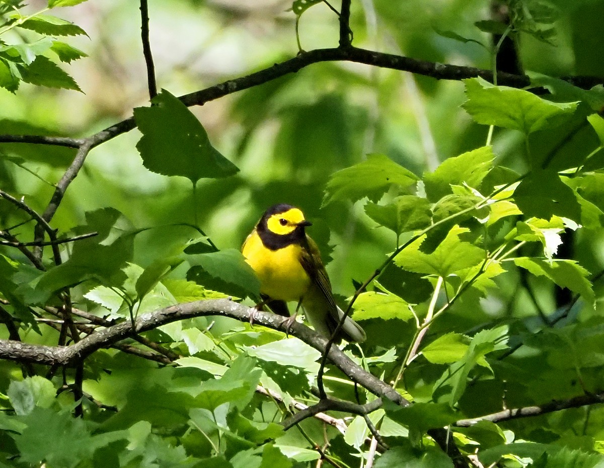 Hooded Warbler - Amy Henrici