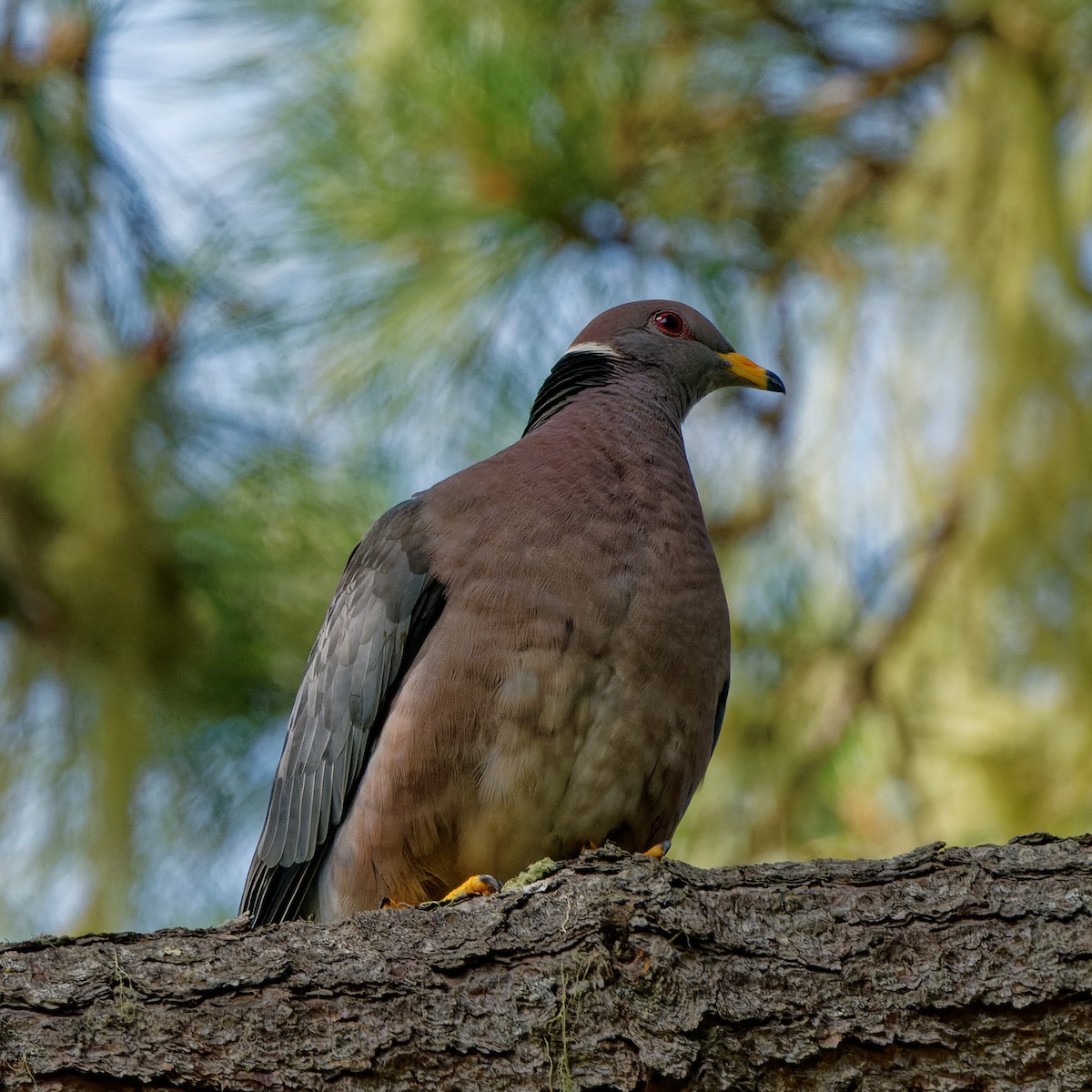 Band-tailed Pigeon - Zhennong Li