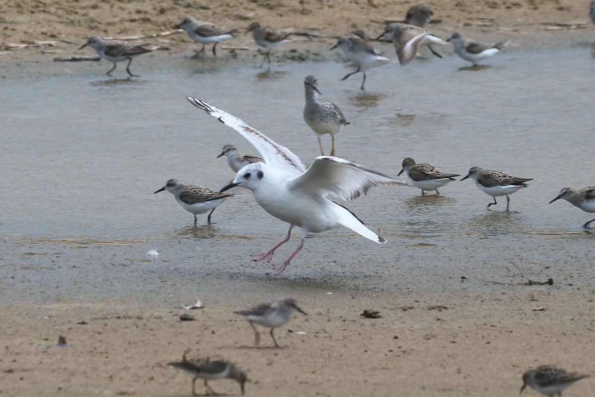 Bonaparte's Gull - Steve Myers