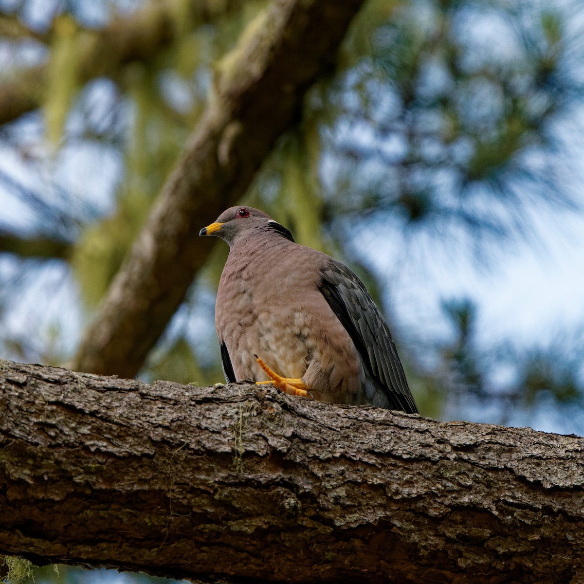 Band-tailed Pigeon - Zhennong Li