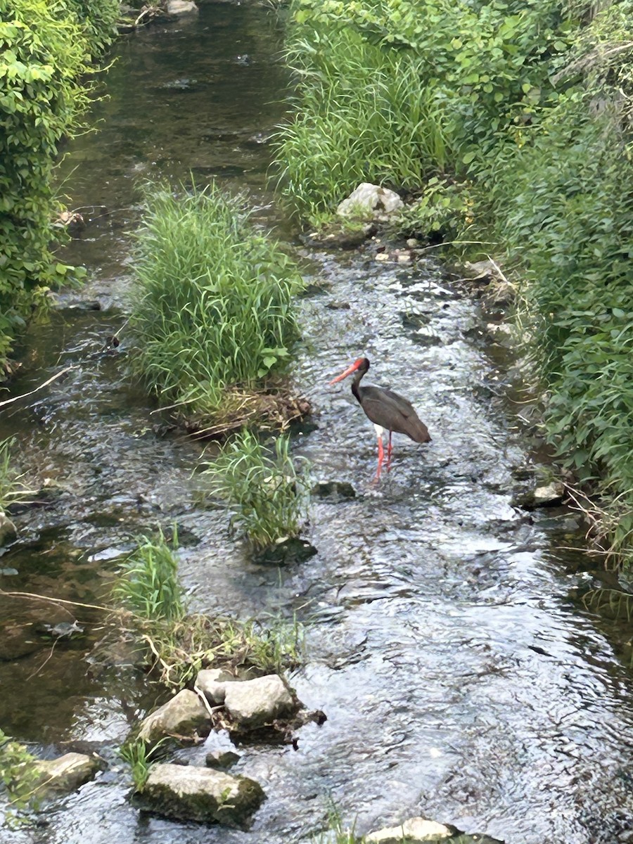 Black Stork - Do Ho