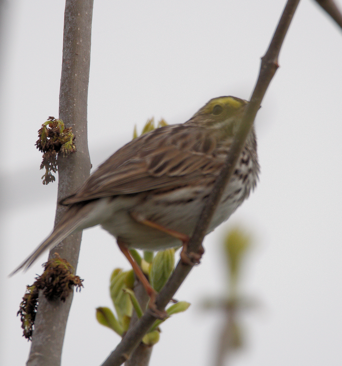 Savannah Sparrow - ML618822661