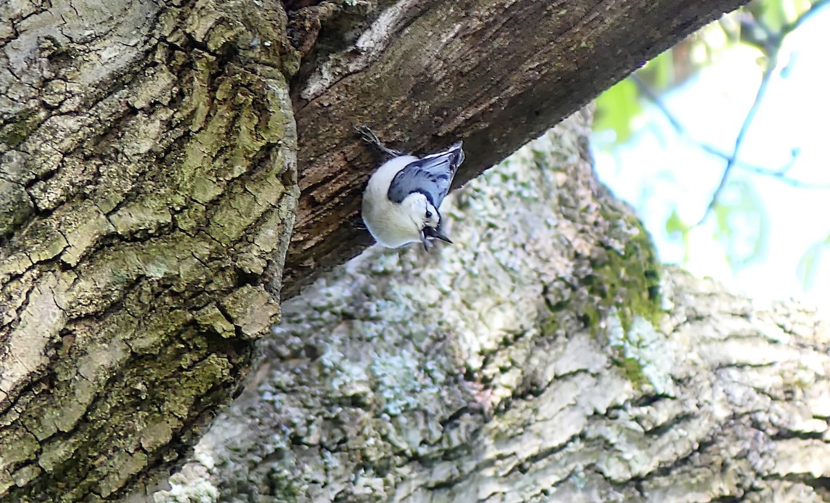 White-breasted Nuthatch - Daniel Islam