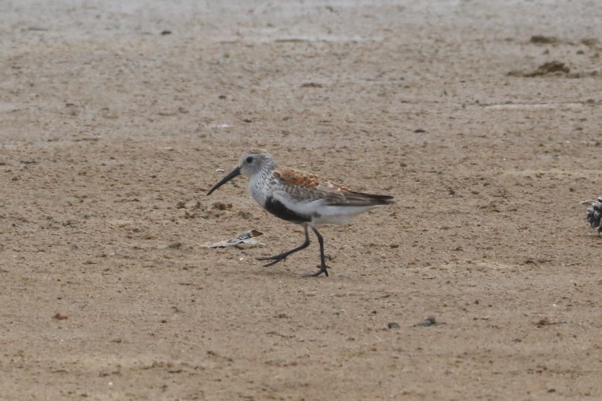 Dunlin - Steve Myers