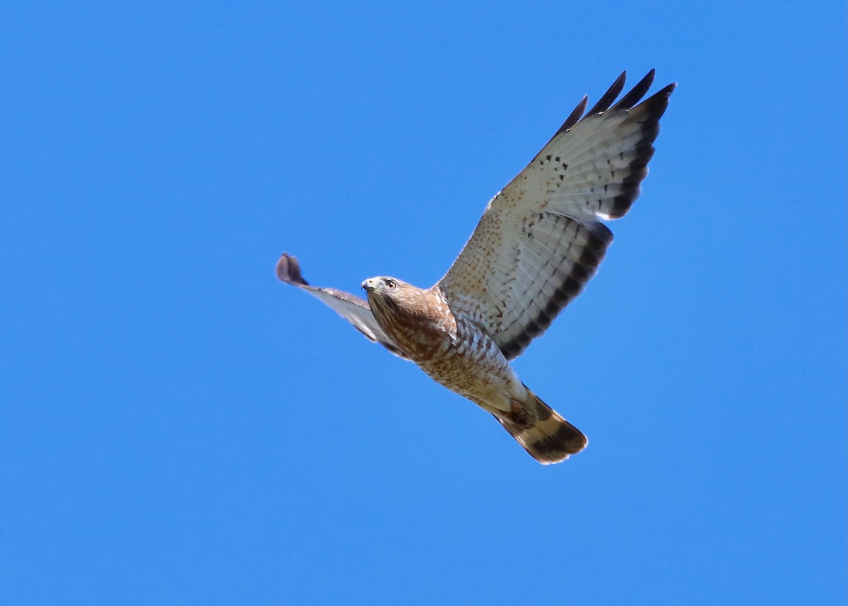 Broad-winged Hawk - Hélène Desrosiers