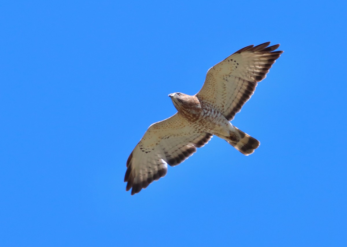 Broad-winged Hawk - Hélène Desrosiers