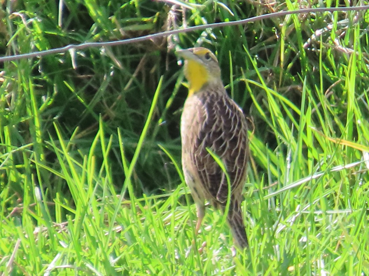 Eastern Meadowlark - Manuel y Juanita Franco Angel