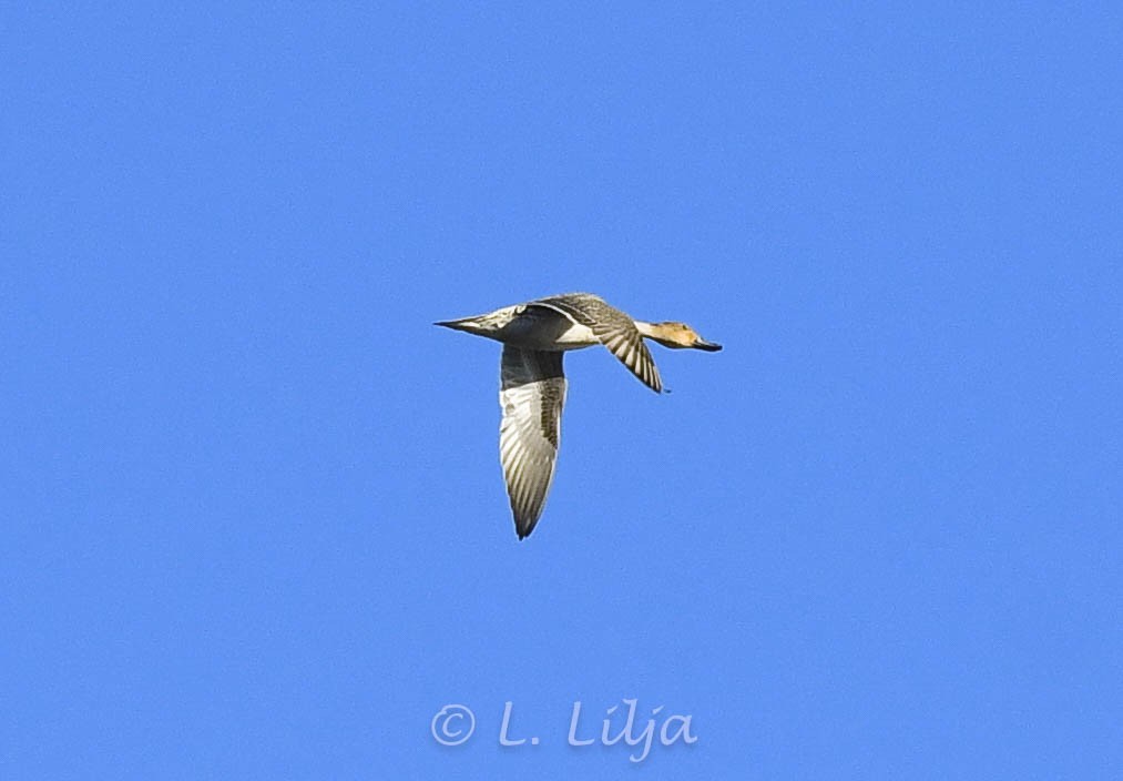 Northern Pintail - Lorri Lilja