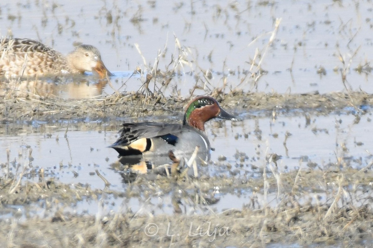 Green-winged Teal (American) - Lorri Lilja