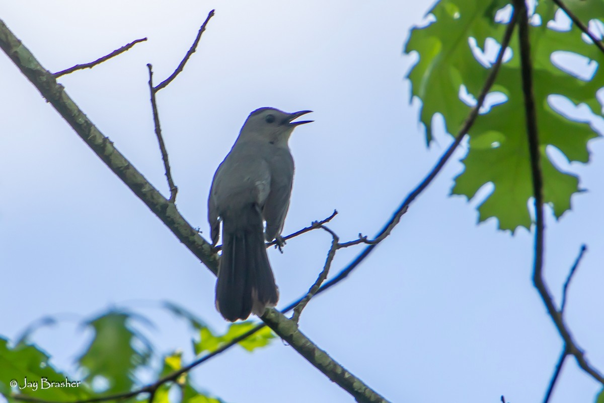 Gray Catbird - ML618822715