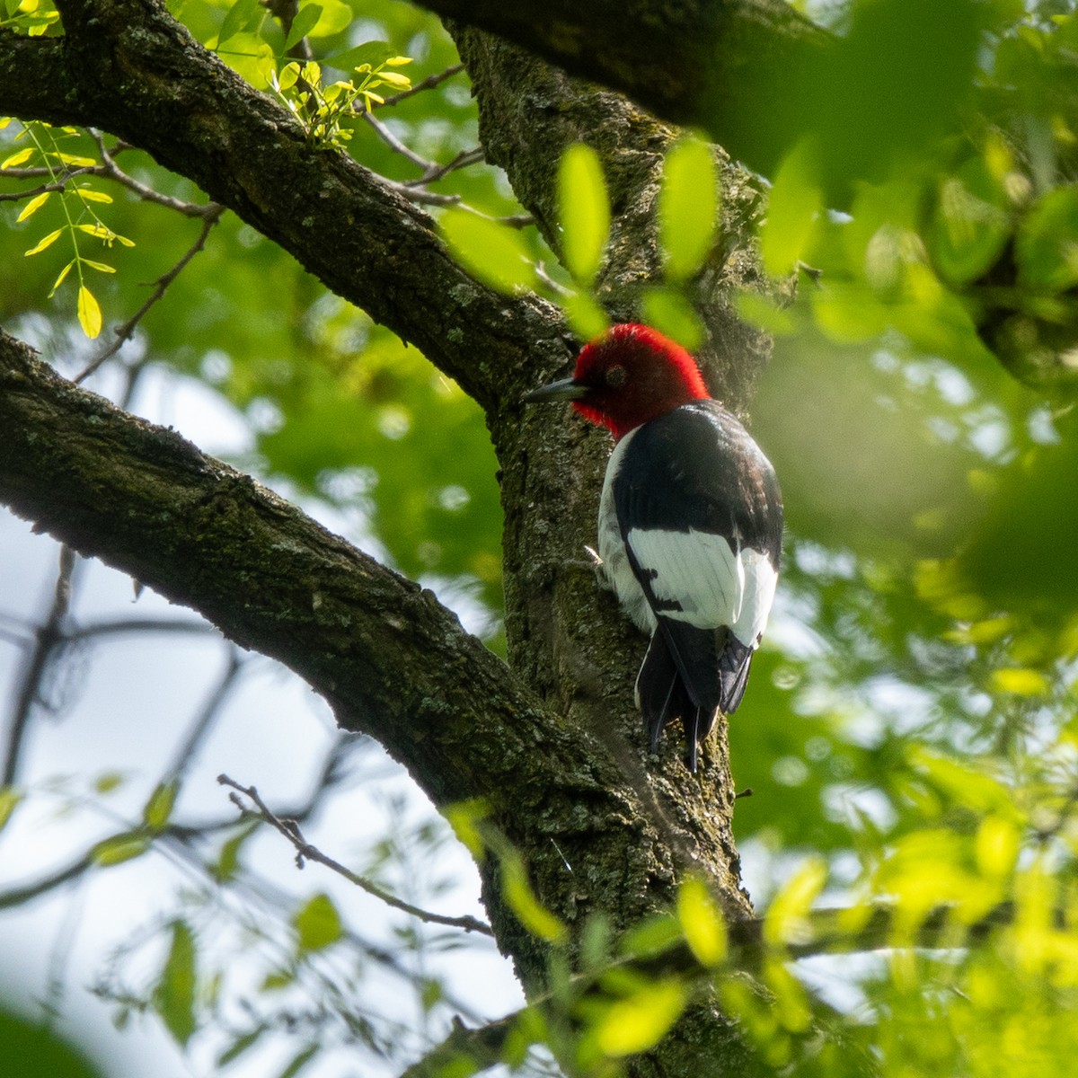 Red-headed Woodpecker - ML618822720