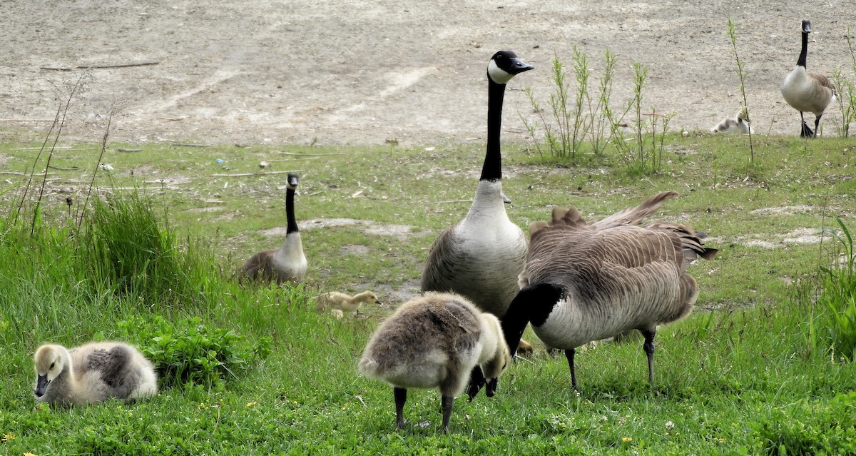 Canada Goose - ML618822723