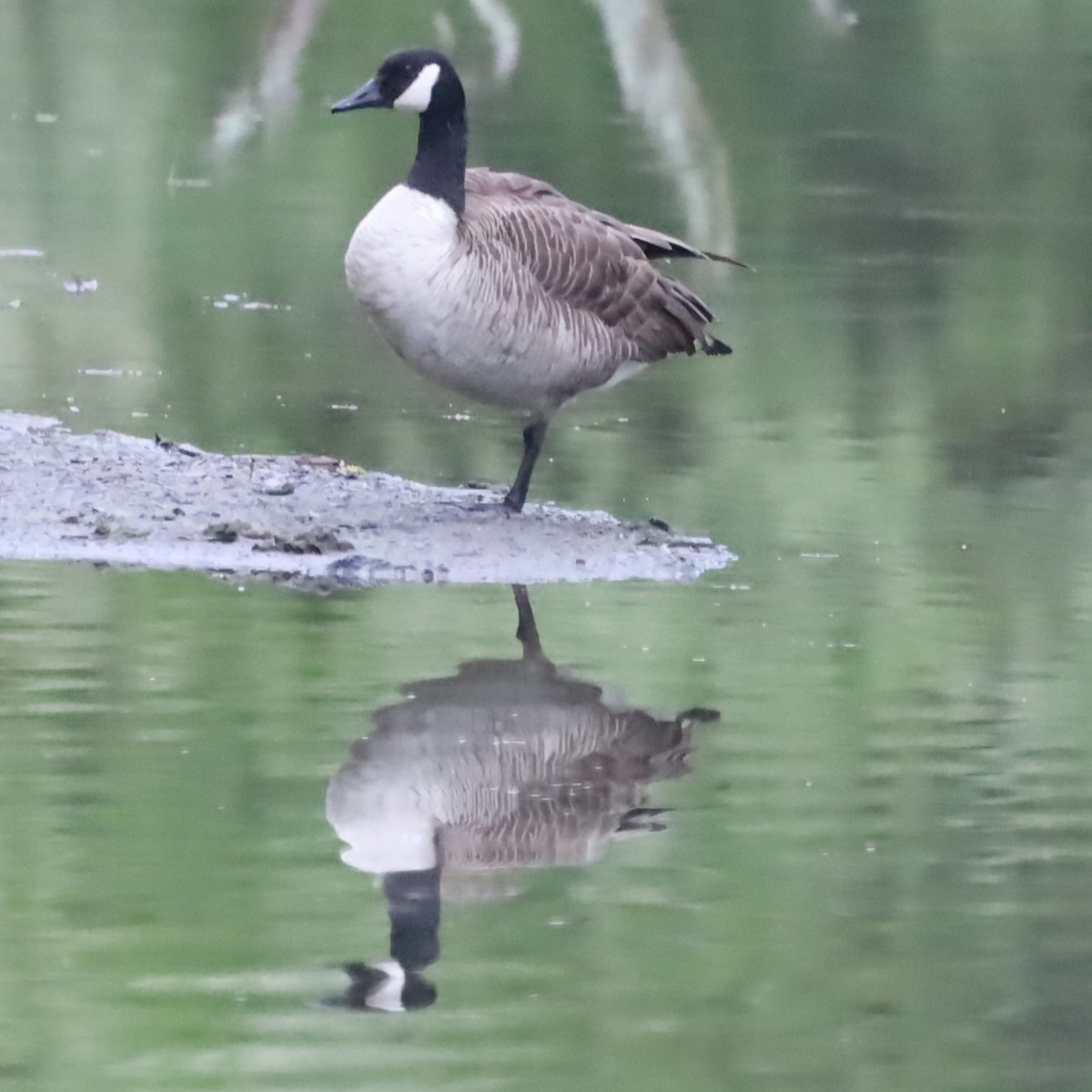 Canada Goose - ML618822729