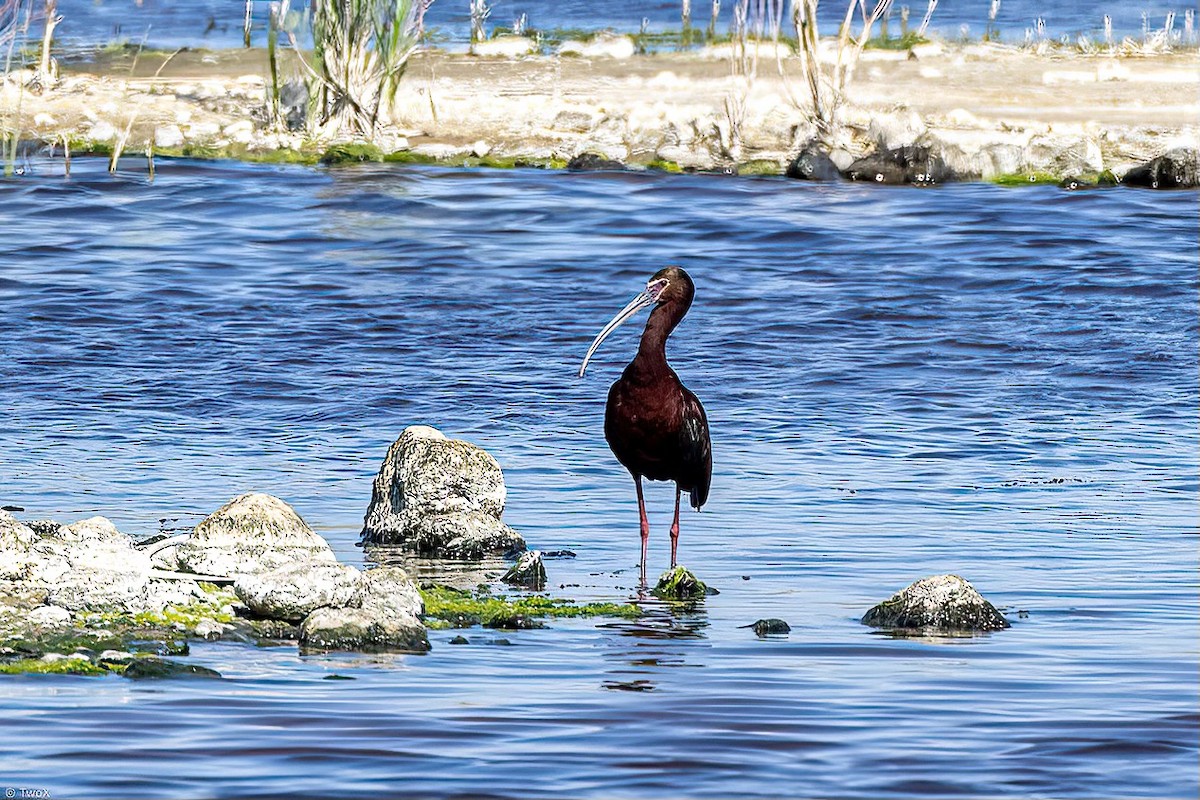 White-faced Ibis - Eric Ross