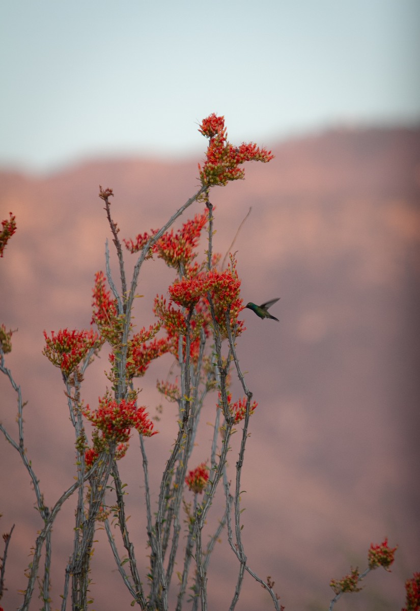Anna's Hummingbird - ML618822740