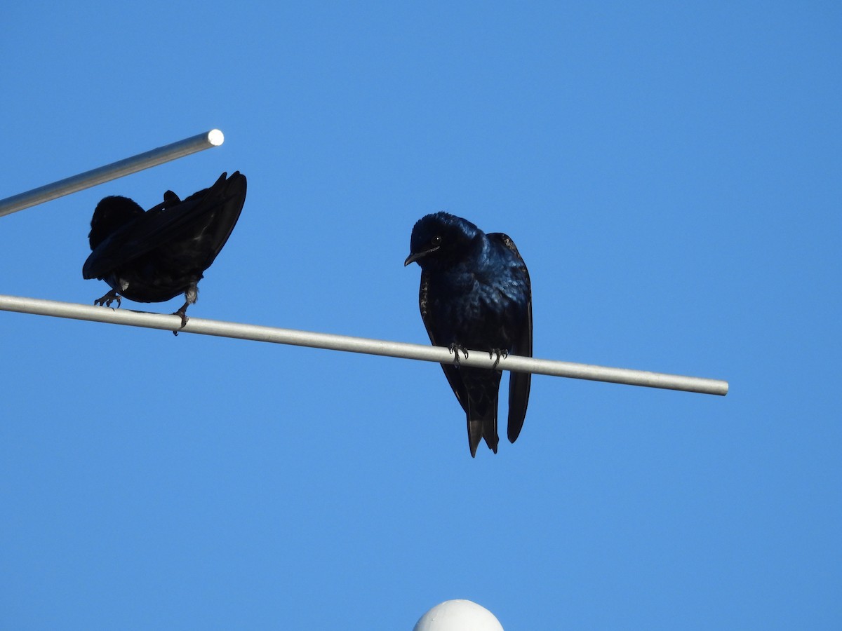 Purple Martin - Randy Yuen