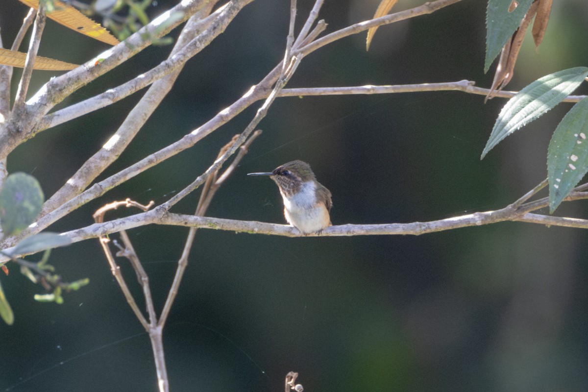 Scintillant Hummingbird - Peter Kwiatek