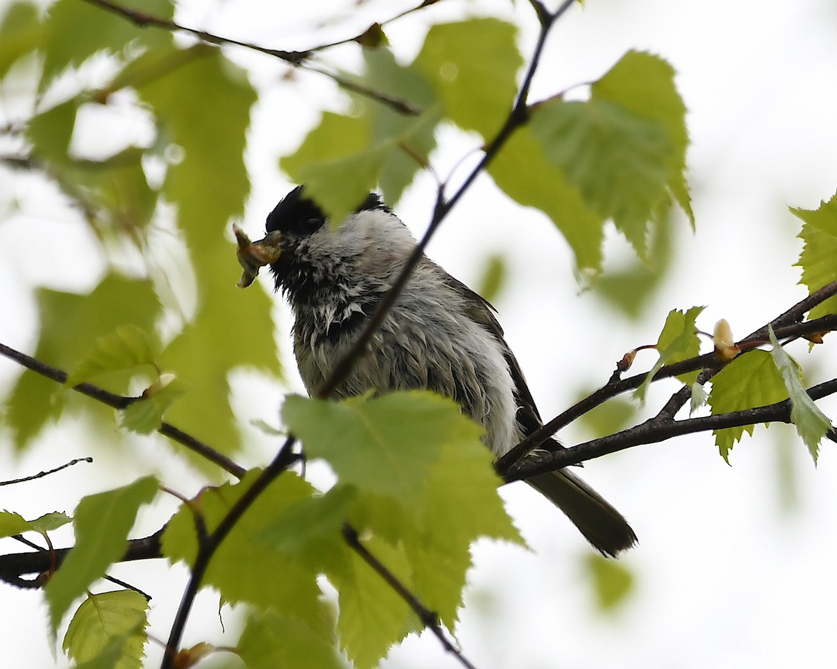 Willow Tit - Василий Калиниченко