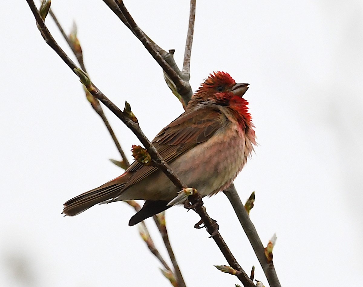 Common Rosefinch - Василий Калиниченко