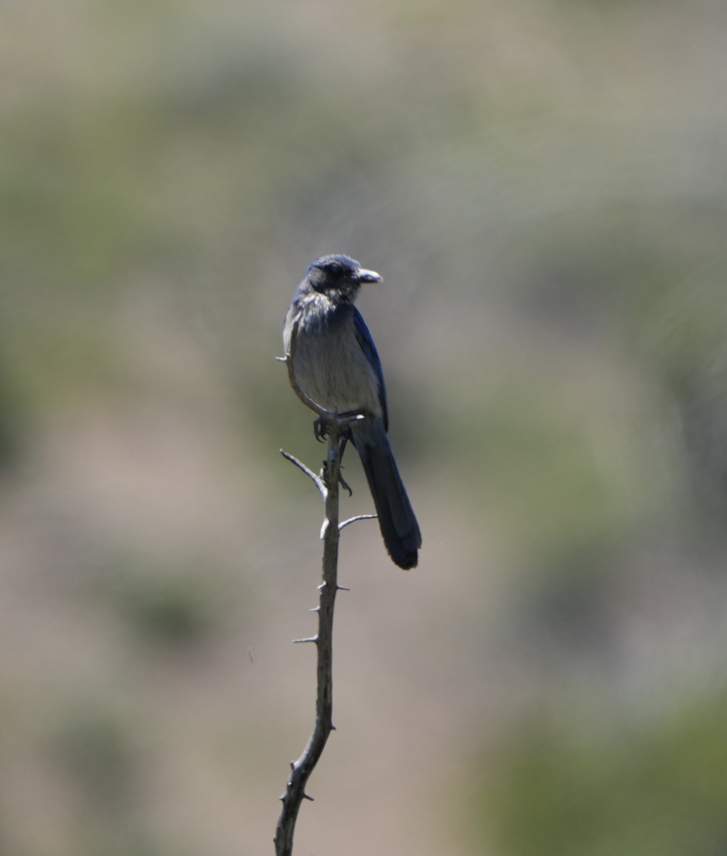 Woodhouse's Scrub-Jay - John Rhoades