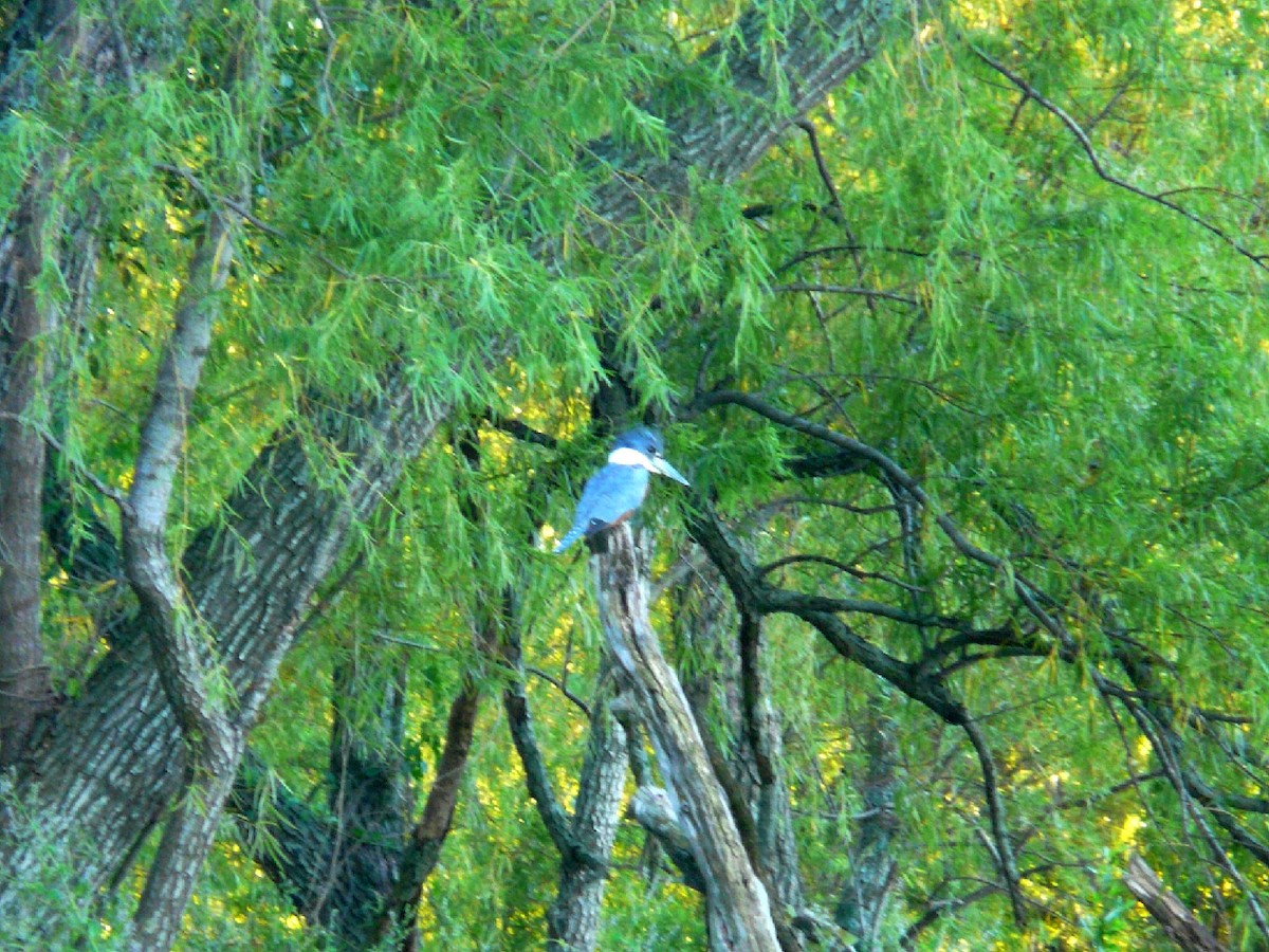 White-rumped/Chilean Swallow - ML618822767