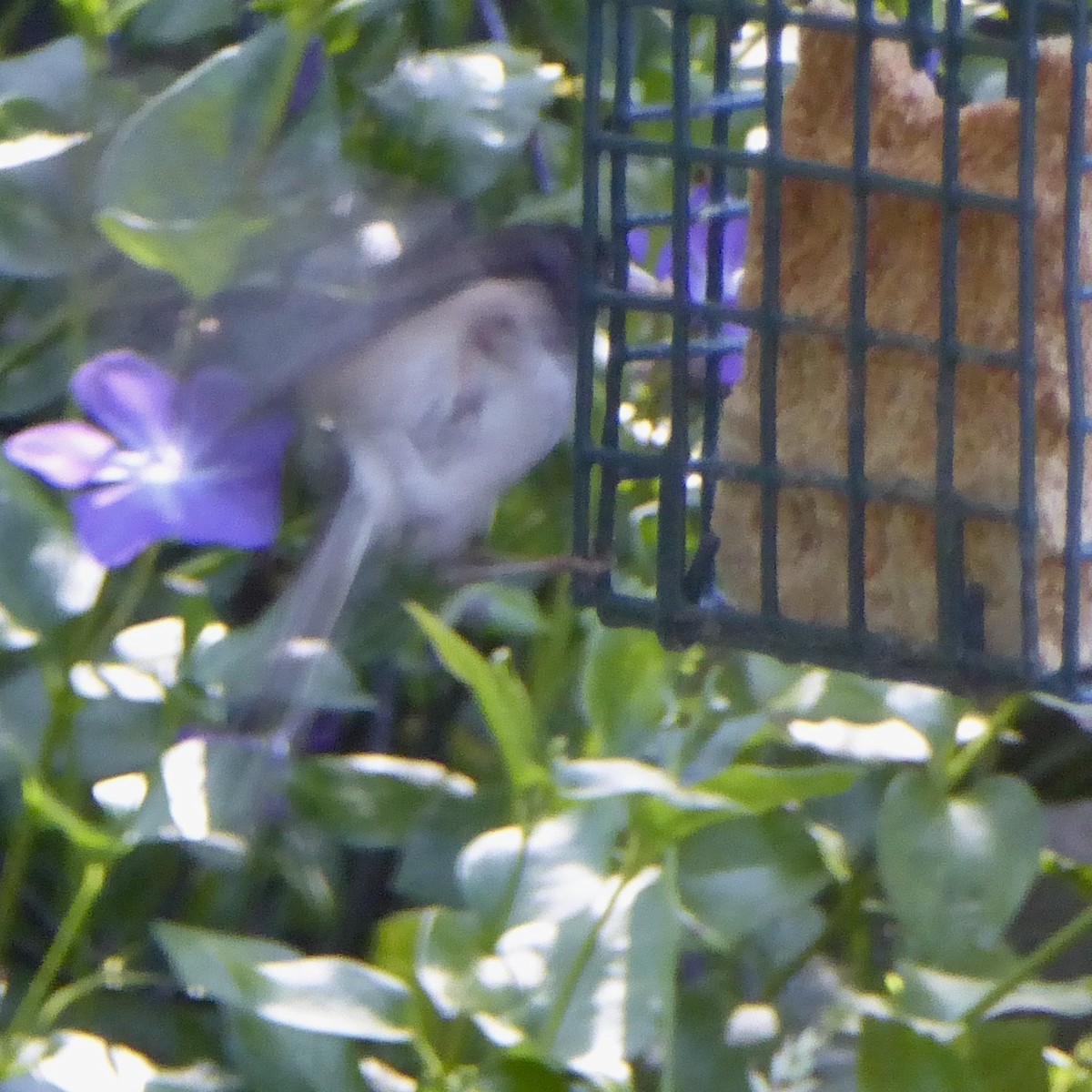 Dark-eyed Junco (Oregon) - Anonymous