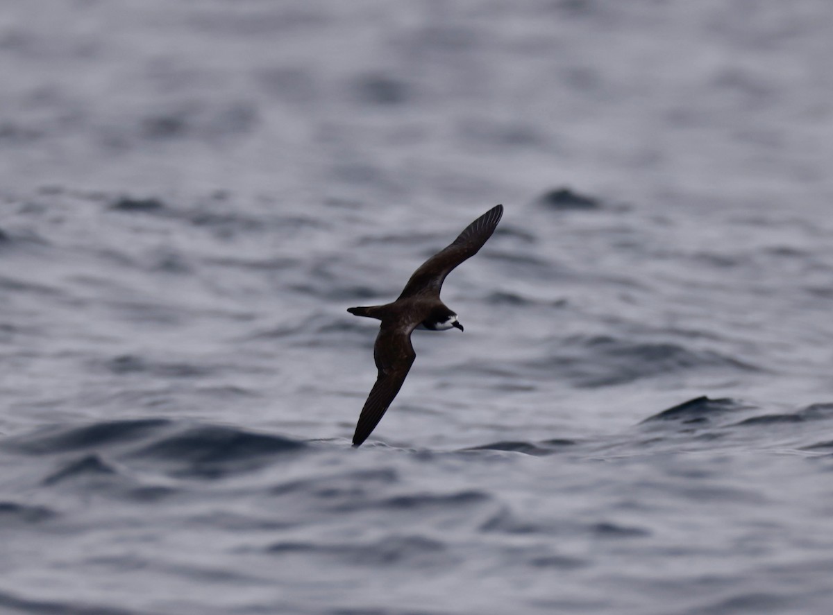 Galapagos Petrel - ML618822773
