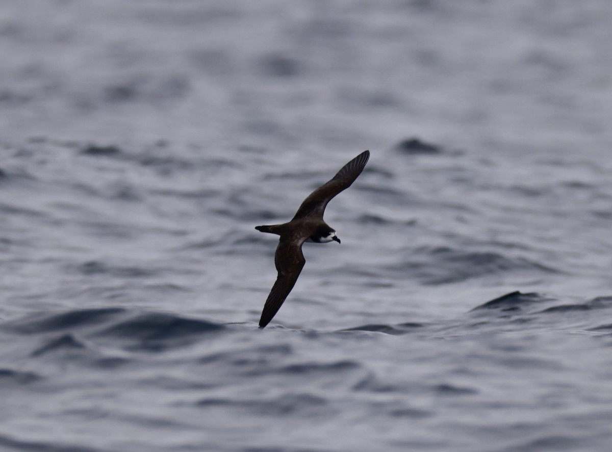 Galapagos Petrel - Fernando Díaz I Albatross Birding Chile