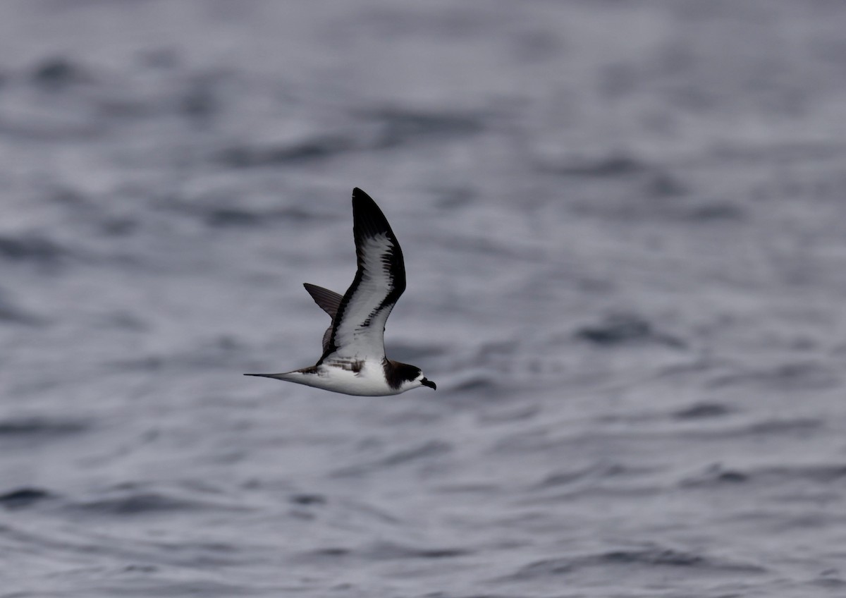 Galapagos Petrel - ML618822774