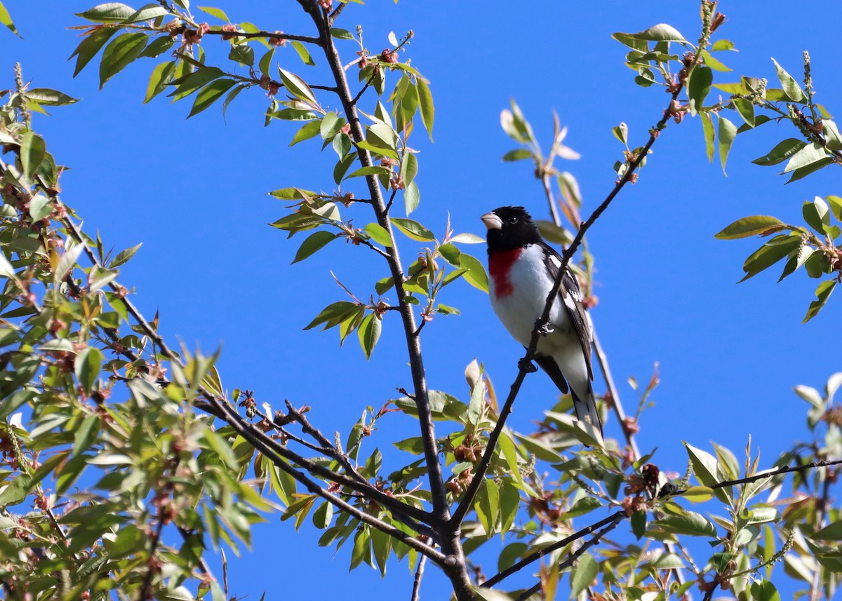 Rose-breasted Grosbeak - Hélène Desrosiers