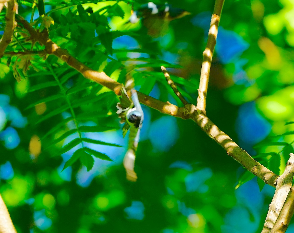 Black-throated Blue Warbler - ML618822801