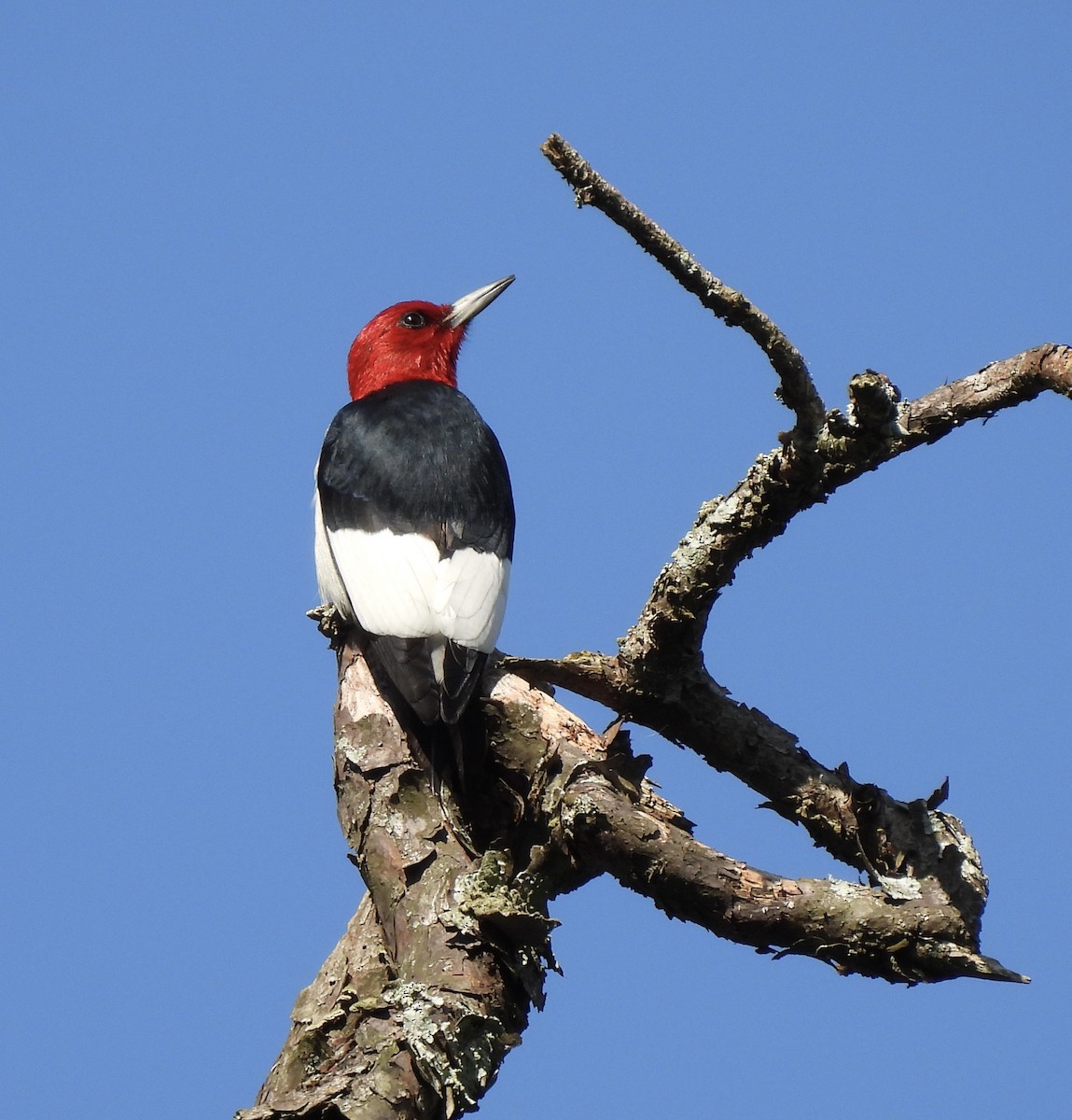 Red-headed Woodpecker - Sarah Williams