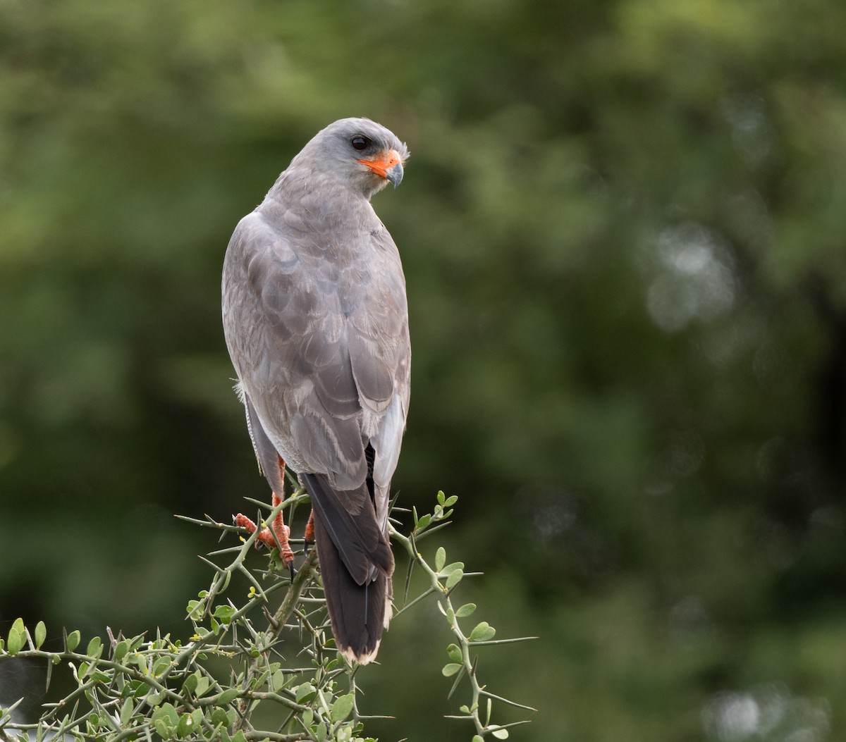 Dark Chanting-Goshawk - Lizabeth Southworth